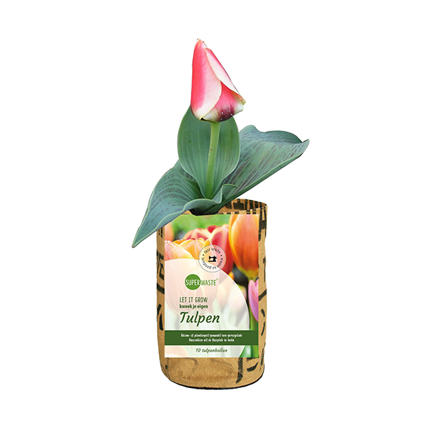 Grow bag with 10 tulip bulbs